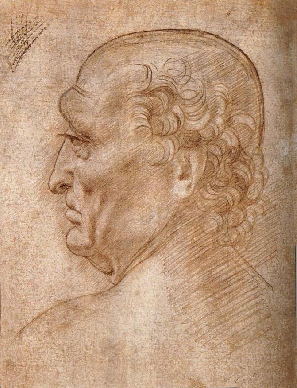 LEONARDO da Vinci Master of the Pala Sforzesca, profile of an old man Germany oil painting art